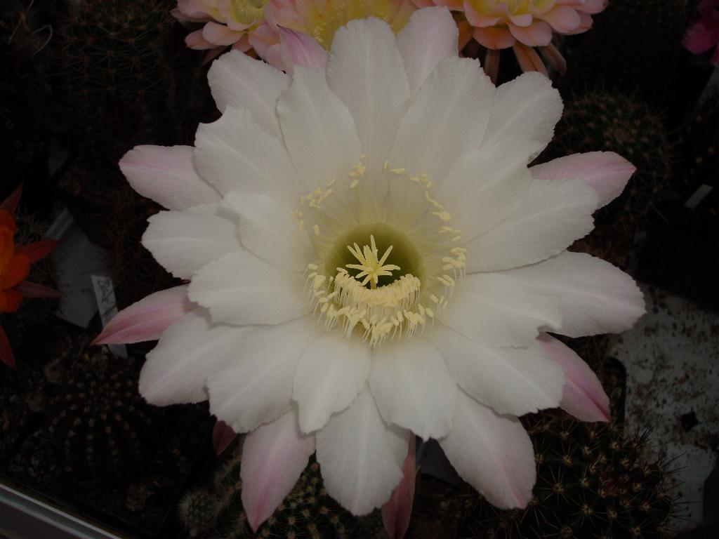 Eigene Echinopsis/Elegant Lady 4.0.jpg